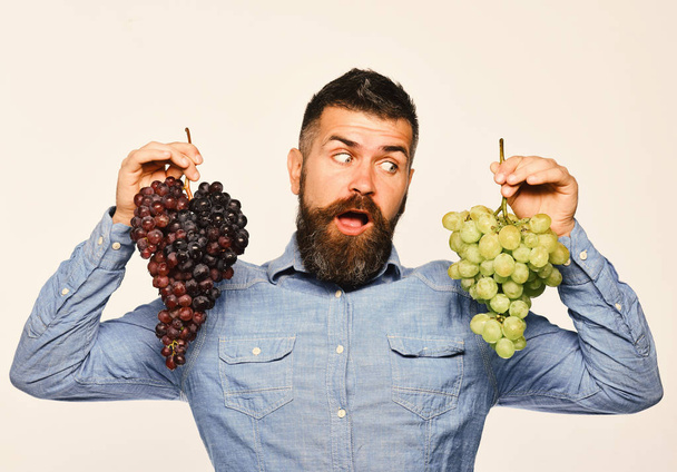 Концепция садоводства и виноградарства. Виноградарь с удивленным лицом держит гроздья винограда. Фермер показывает урожай. Человек с бородой держит связки черного и зеленого винограда изолированы на белом фоне - Фото, изображение