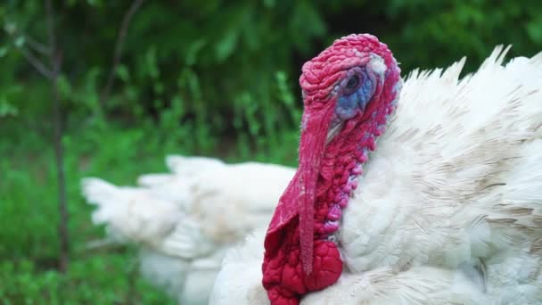 Peru branco no quintal dos pássaros, close-up. Vive um belo peru. Turquia para o feriado. Dia de Ação de Graças
 - Filmagem, Vídeo