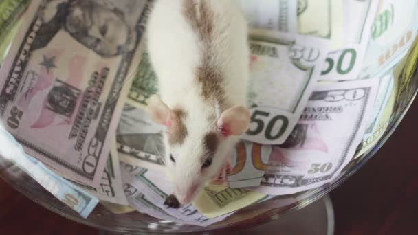Funny szczur z dużo pieniędzy, ale bez wolności. - Materiał filmowy, wideo