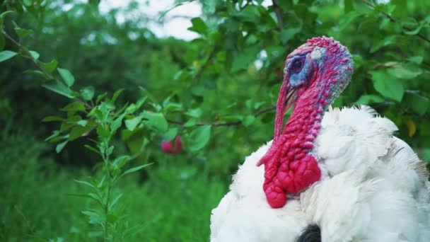 Beyaz Türkiye kuşlar avluda baş yakın çekim. Güzel Türkiye'de yaşıyor. Türkiye'de tatil için - Video, Çekim