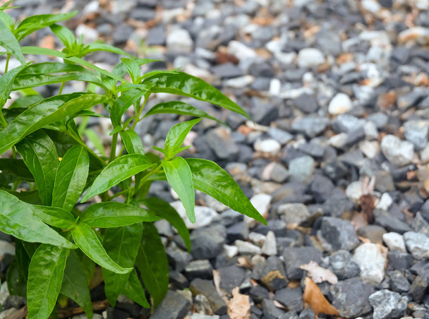 Λαχανικών και χορταριών, Kariyat ή Andrographis Paniculata φυτά αναπτύσσονται στον κήπο της κουζίνας. Αγιουρβέδα βότανα φάρμακο που χρησιμοποιείται για τη θεραπεία λοιμώξεων και ορισμένες ασθένειες. - Φωτογραφία, εικόνα