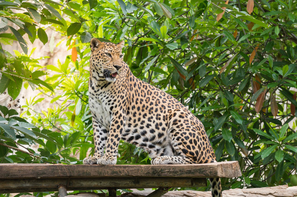 Леопард стоит на дереве в зоопарке
 - Фото, изображение