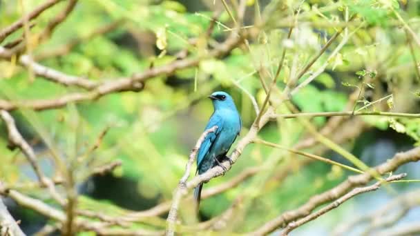 Pássaro (Verditer Flycatcher, Eumyias thalassinus) azul em todas as áreas do corpo, exceto para o olho-remendo preto e respiradouro cinzento empoleirado em uma árvore em uma natureza selvagem, Distribuição Comum
 - Filmagem, Vídeo