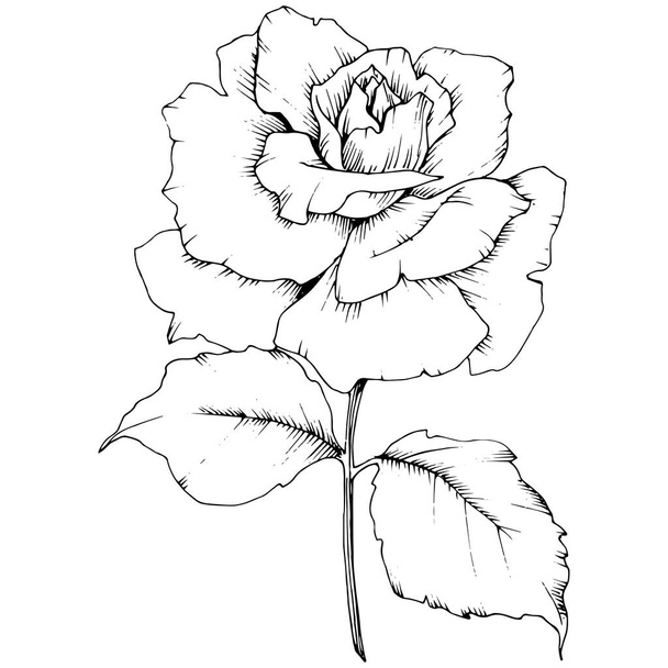 Róża Kwiat w stylu wektor na białym tle. Oficjalna nazwa rośliny: róża. Vector kwiat dla tła, tekstura, wzór otoki, ramki lub granicy. - Wektor, obraz