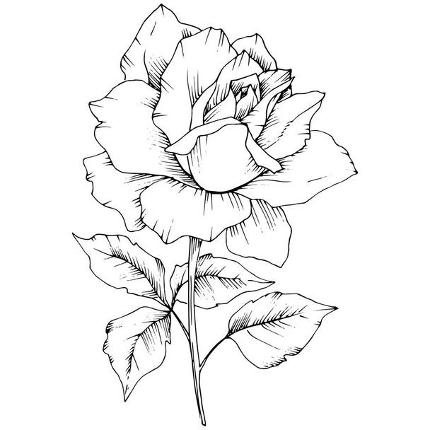 Růže kvetou ve stylu vektor, samostatný. Celé jméno rostliny: růže. Vector květina pro pozadí, textura, souhrnný vzorek, rám nebo hranice. - Vektor, obrázek