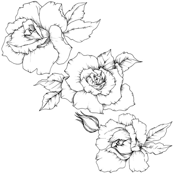 Rose bloem in een vector stijl geïsoleerd. Volledige naam van de plant: roos. Vector bloem voor achtergrond, textuur, wrapper patroon, frame of rand. - Vector, afbeelding
