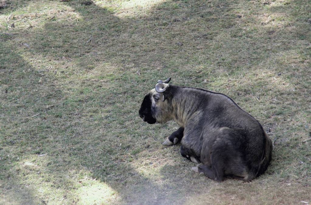 Takin goat-cow  (Burdorcastaxicolor) is national animal  symbol of Bhutan. The takin also called cattle chamois or gnu goat. - Photo, Image
