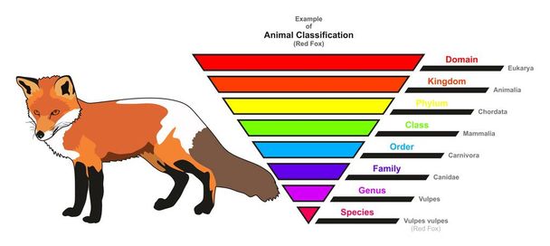 Пример инфографической диаграммы классификации животных, показывающей доменное королевство красных лисиц, семейство родов и видов для биологического и морфологического научного образования
 - Вектор,изображение