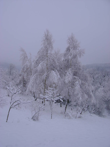 Зимний лес, общий вид
 - Фото, изображение