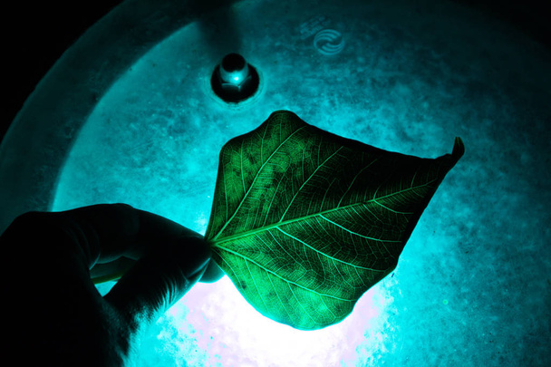 Colored and textured leaf in neon light - Photo, Image