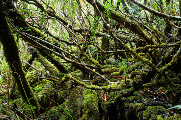 edzett rainforest Tasmania - Fotó, kép