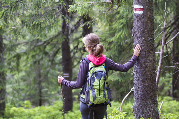 スリム観光ハイカー少女のスティックと方法記号の付いた松の木の幹に手を握ってバックパックの背面図は、太陽山の森林に照らされて。観光、旅行、ハイキング、健康的なライフ スタイルのコンセプト. - 写真・画像
