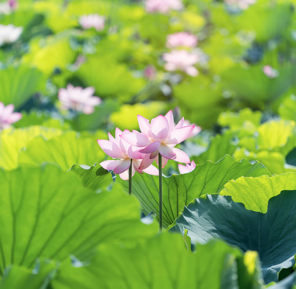 kwiat lotosu lub lilii wodnej w stawie - Zdjęcie, obraz