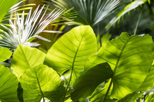 Натуральна зелена тропічна текстура листя
 - Фото, зображення
