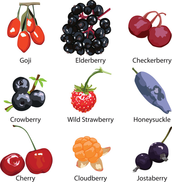 Набор различных ягод на белом фоне
 - Вектор,изображение