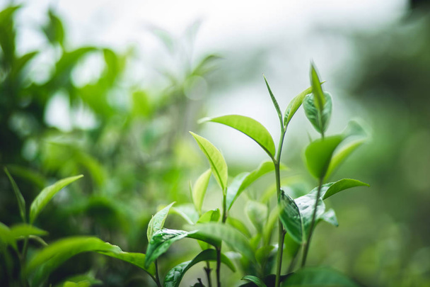folhas de chá Assam Chá Verde na natureza
 - Foto, Imagem
