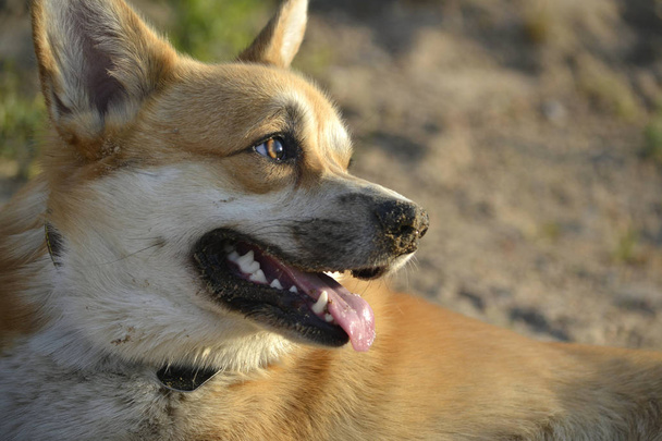 Fotók: A Salvage Dawgs igazi kutyái!