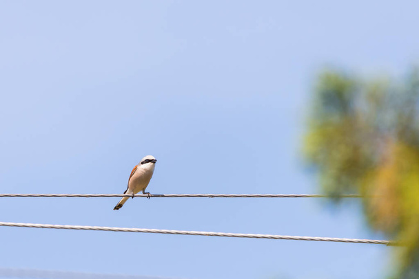Shrike Norte o el Pájaro Carnicero, Lanius excubitor, Gran Gris Gris Shrike sobre una percha natural sobre un fondo natural
 - Foto, Imagen
