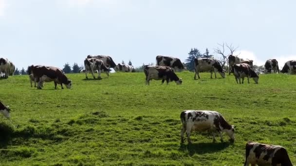 herd of cows graze in the pastures at mountain - Footage, Video