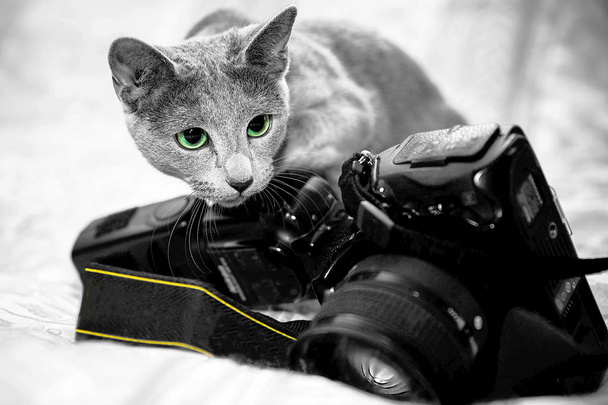 gatto grigio annusa una macchina fotografica speculare
 - Foto, immagini