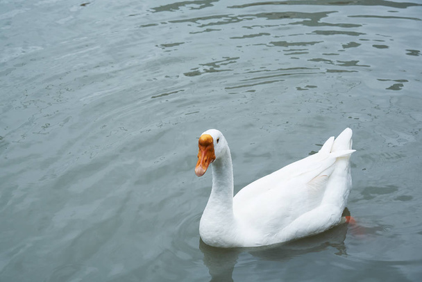 Красивий білий гусак, що плаває в ставку
. - Фото, зображення