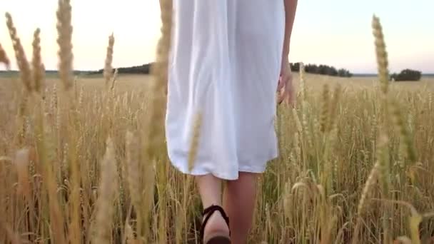 mooie vrouw gaat naar gebied van rijpe gouden tarwe - Video