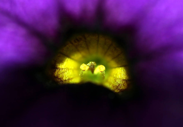Εσωτερικη ανθίσει ένα μίνι δενδρίλλια, φύτευση πρασίνου - Φωτογραφία, εικόνα