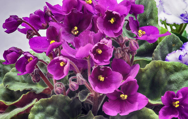 Květy v zářivých barvách - Fotografie, Obrázek
