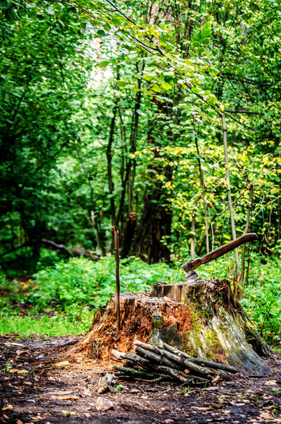 Hangi arasında orman çalılık dışarı yapışmasını bir balta ile yaşlı bir ağaç güdük duruyor. Güdük odun ile kaplıdır. - Fotoğraf, Görsel