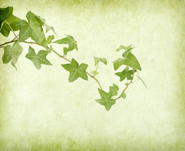 vihreä muratti vanha grunge antiikki paperi rakenne - Valokuva, kuva