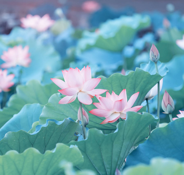 Lotusblume und Lotusblume Pflanzen - Foto, Bild