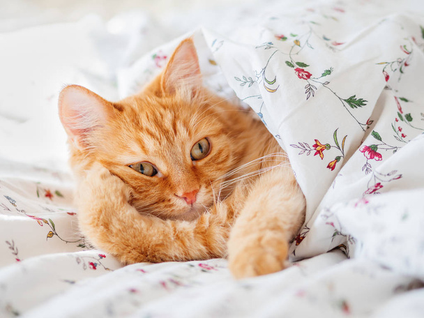 Cute ginger cat lying in bed under the blanket. Fluffy pet look funny. Cozy home background, morning bedtime. - Foto, immagini
