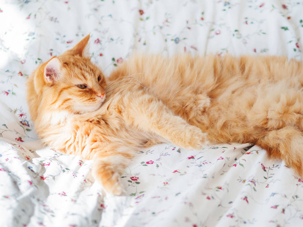 Симпатичный рыжий кот лежит в постели. Пушистый питомец выглядит странно. Уютный домашний фон, утро перед сном
. - Фото, изображение