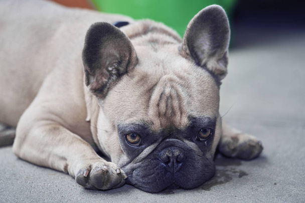 Suloinen Ranskan Bulldog kasvot
 - Valokuva, kuva