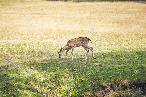 young deer in the forest - Φωτογραφία, εικόνα