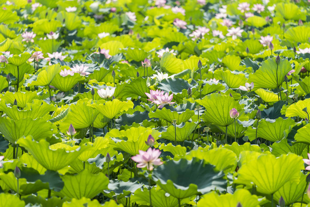 flor de lótus florescendo no lago
 - Foto, Imagem