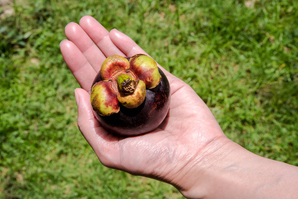 Vitamin gazdag mangosztán gyümölcs - Fotó, kép