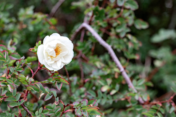 Flor branca de uma rosa brava em um contexto de folhas e ramos
 - Foto, Imagem