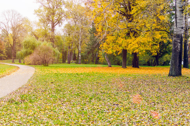 Beautiful autumn park strewn with fallen leaves. - Valokuva, kuva