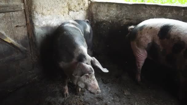 Dos cerdos grandes en una pocilga, cerdos manchados frotan contra una pared en una pocilga
 - Metraje, vídeo