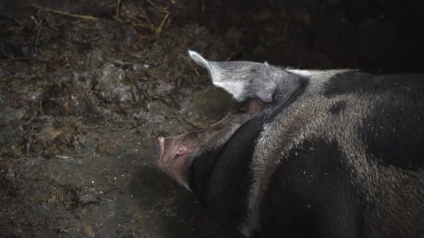großes Schwein im Schweinestall, fleckiges Schwein liegt im Dreck im Schweinestall - Filmmaterial, Video