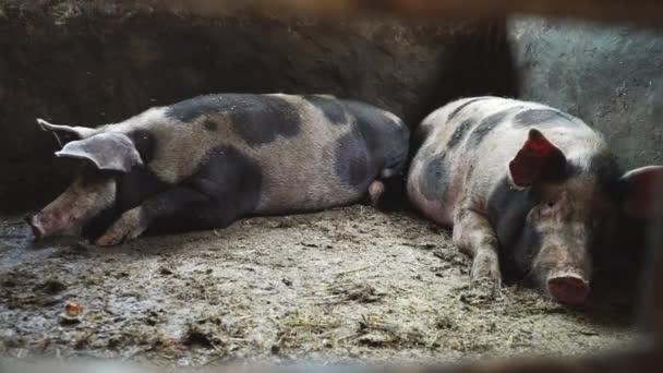 Δύο μεγάλα γουρούνια σε ένα χοιροστάσιο, ανώμαλος χοίροι που βρίσκονται σε ένα βρώμικο πάτωμα σε ένα χοιροστάσιο - Πλάνα, βίντεο