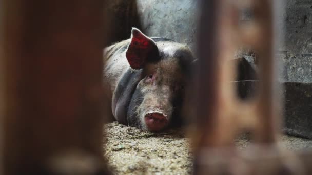 Pig βρίσκεται σε ένα χοιροστάσιο, θέα από πίσω από ένα μεταλλικό πλέγμα - Πλάνα, βίντεο