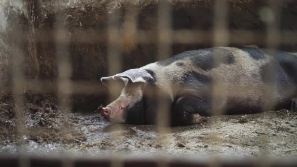 Cerdo se encuentra en una pocilga, vista desde detrás de una malla metálica
 - Imágenes, Vídeo