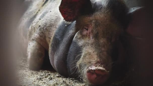 豚小屋の大きな豚が床から上昇し、噛むために始まります - 映像、動画