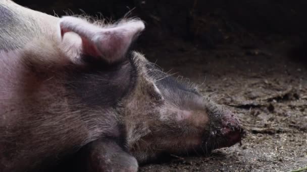 Grande porco em uma pocilga, porco manchado encontra-se entre a sujeira na pocilga, porco adormecido, vista de trás da cabeça
 - Filmagem, Vídeo