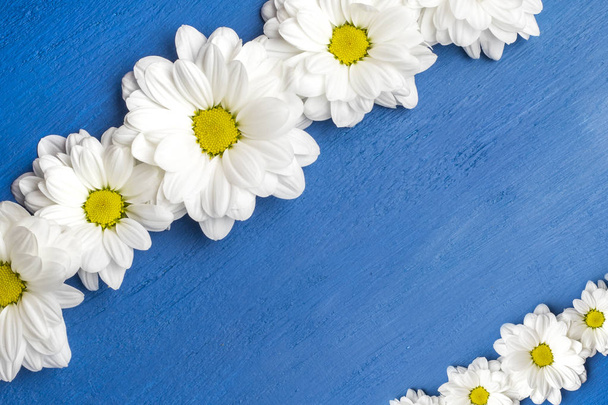 White flowers, chrysanthemums on a blue background. Blank template for your design, March 8, women's day, valentine card. Copy space, close  - Foto, imagen