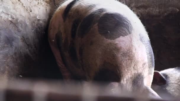 Two big pigs in a pigsty, spotty pigs rub against each other - Footage, Video