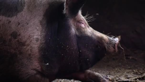 Domuz domuz ahırı yerde yatıyor ve başını sallıyor. Büyük bir domuz sinek kovalar - Video, Çekim