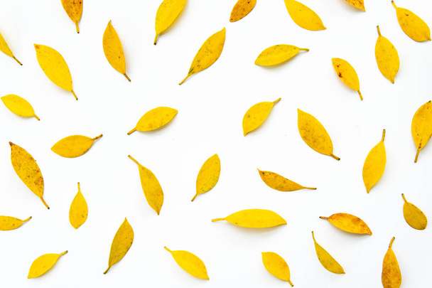 sarı yaprak arka plan. Sarı ve turuncu yaratıcı sonbahar desen beyaz zemin üzerine bırakır. Düz yatıyordu. - Fotoğraf, Görsel